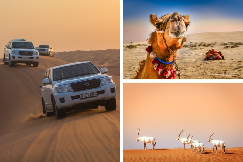 desert safari
